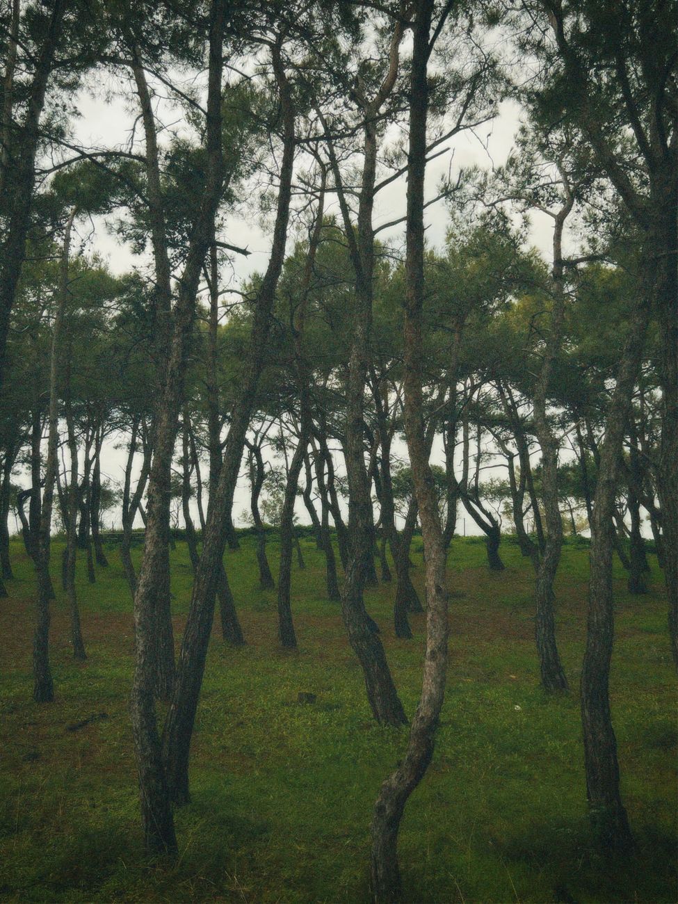 🦁 Biodiversidad en Crisis: Las Especies que Perdemos y las Victorias de Conservación que nos Dan Esperanza