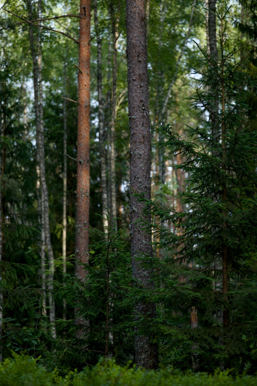 🌍 Planeta Tierra: Las Buenas Noticias Ambientales que el Mundo&nbsp;Necesita