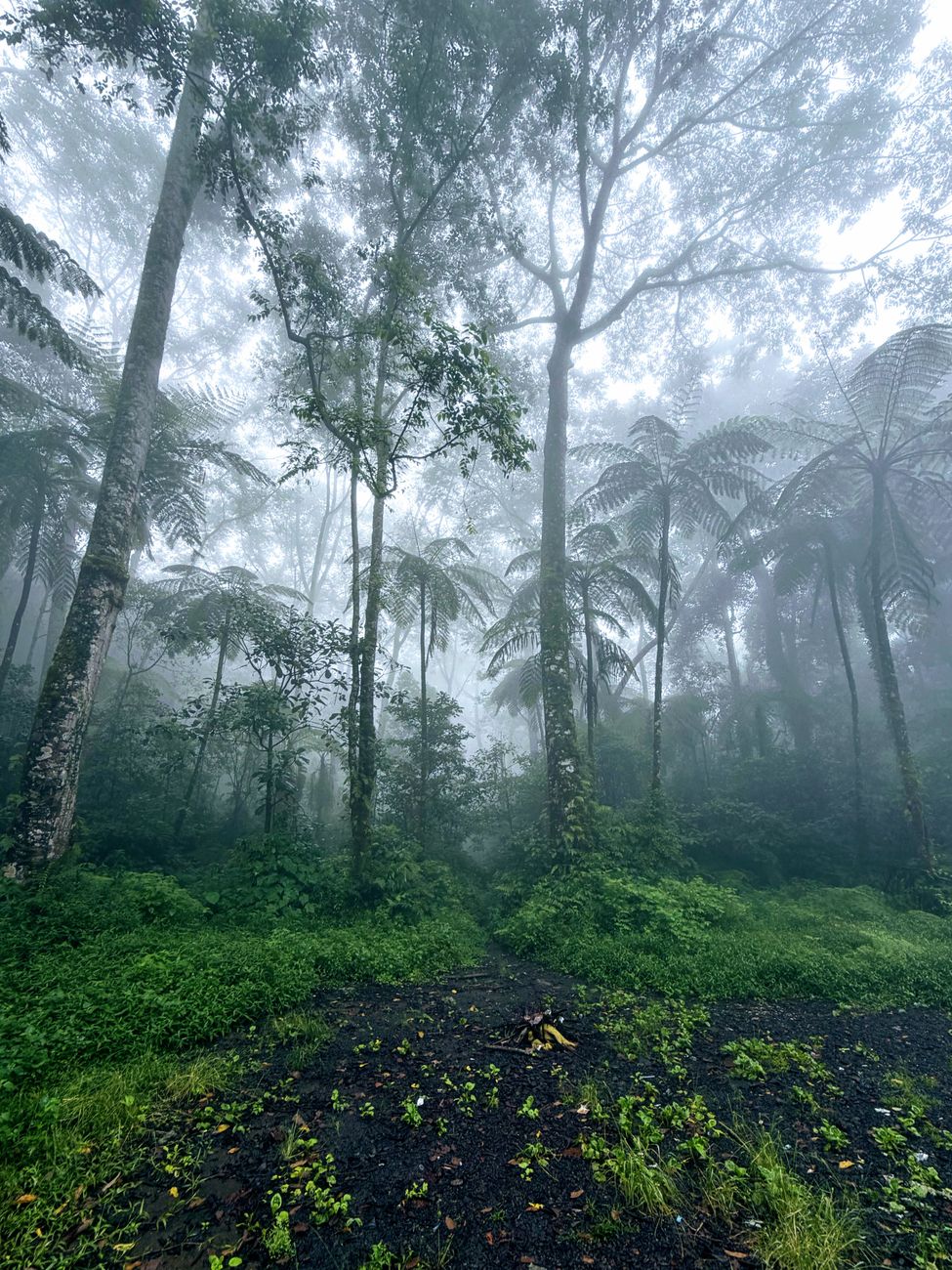 🌿 Crisis Climática 2026: Datos Verificados y Acciones para América Latina